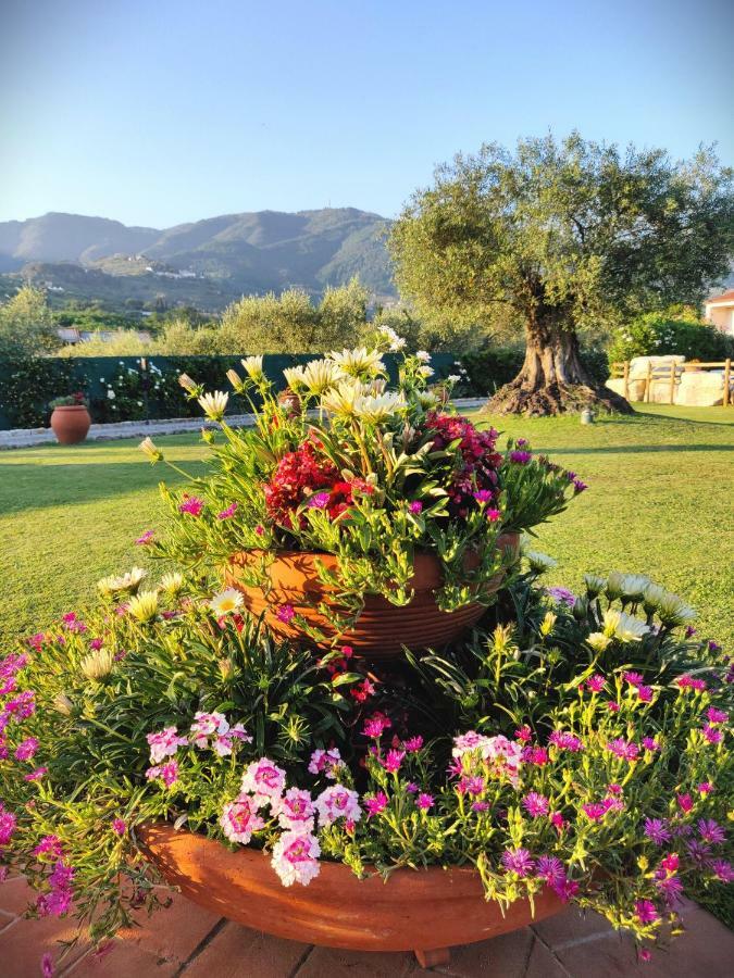 Tuscan Villa exclusive use of private pool A/C Wifi Villa Briciola Capannori Esterno foto